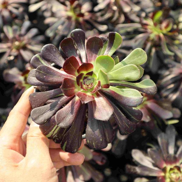 Aeonium ‘Big Bang’ - Image 4