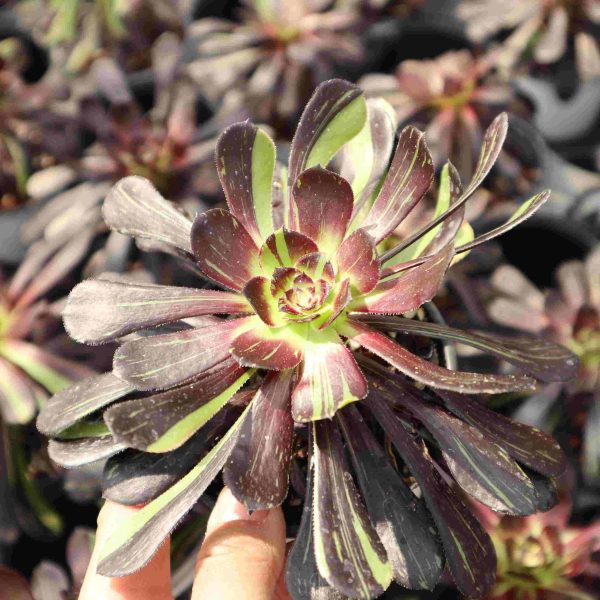 Aeonium ‘Big Bang’ - Image 2