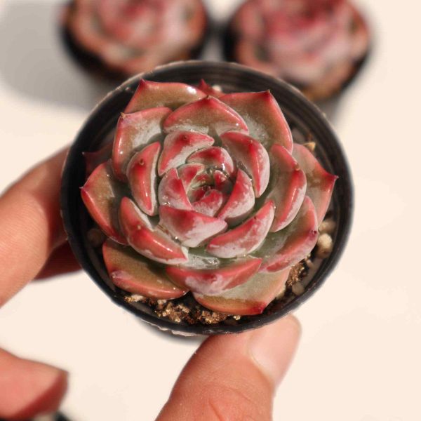 Echeveria ‘Caroline’ - Image 2