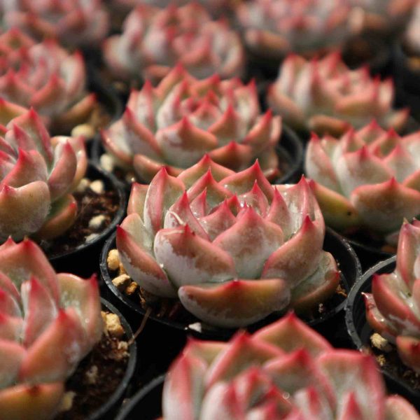 Echeveria ‘Caroline’ - Image 4