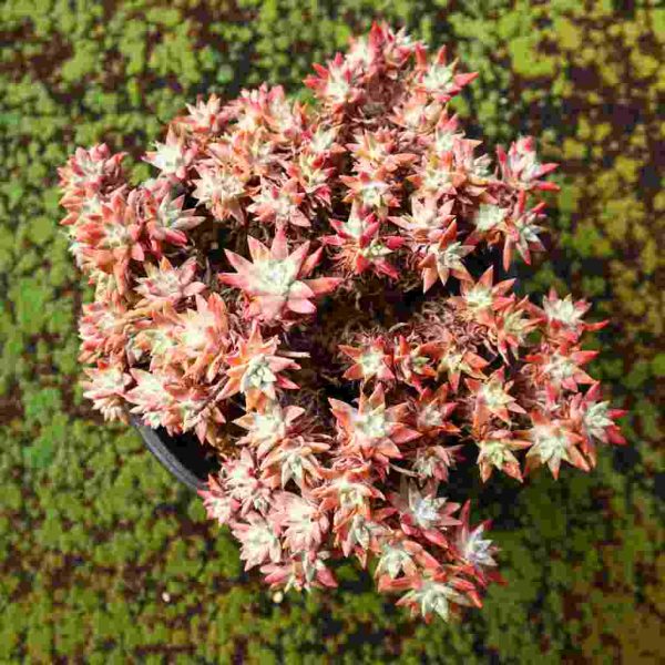 Dudleya ‘Gnoma’ - Image 3