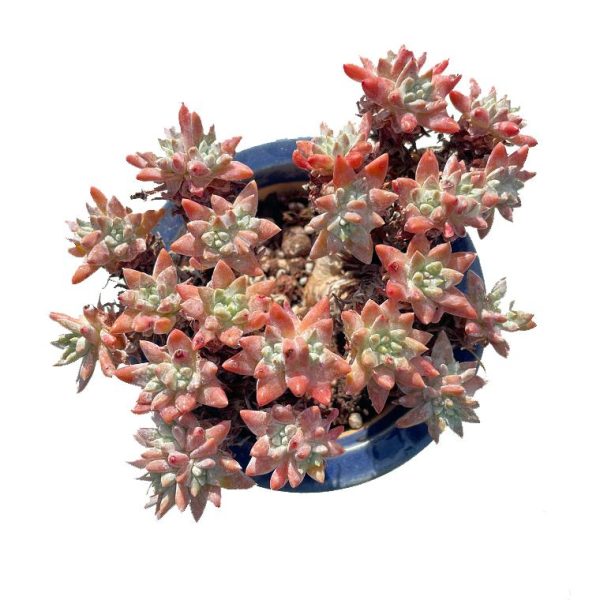 Dudleya ‘Gnoma’