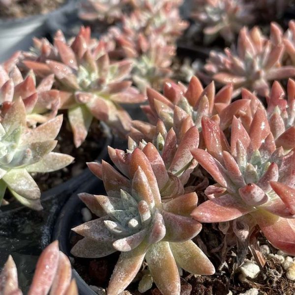 Dudleya ‘Gnoma’ - Image 2