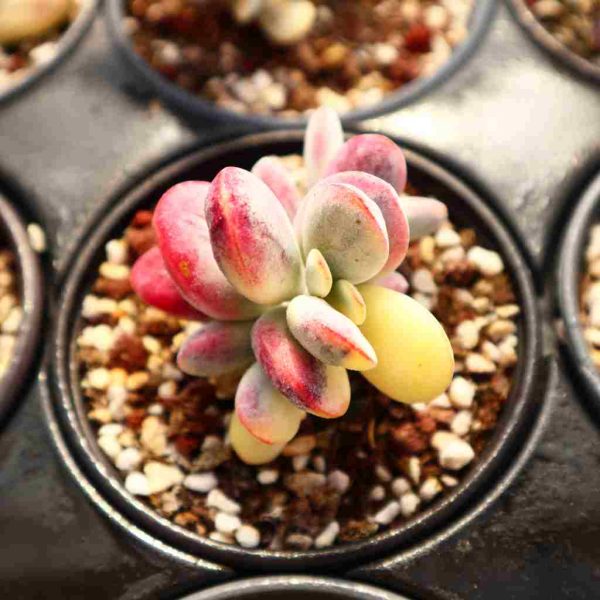 Cotyledon' orbiculata' cv.var - Image 2