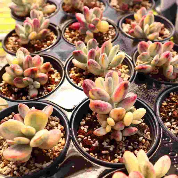 Cotyledon' orbiculata' cv.var - Image 3