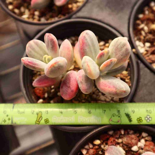 Cotyledon' orbiculata' cv.var - Image 4