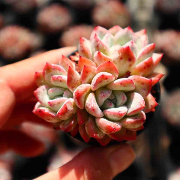 Echeveria 'Vittel' - Image 2