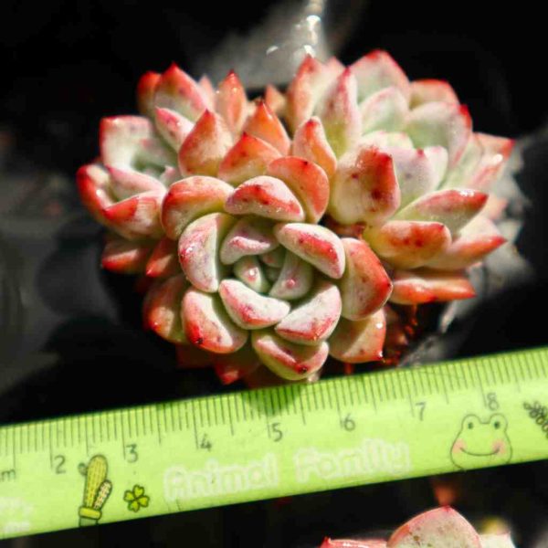 Echeveria 'Vittel' - Image 4