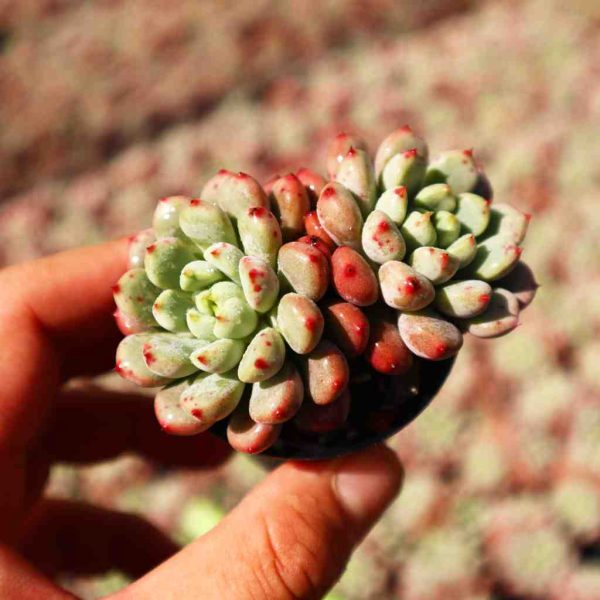 Echeveria 'Pink Peach' - Image 2