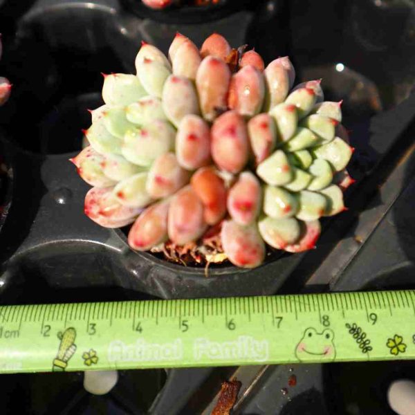 Echeveria 'Pink Peach' - Image 4