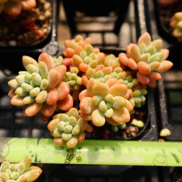 Graptopetalum ‘Rococo’ - Image 4