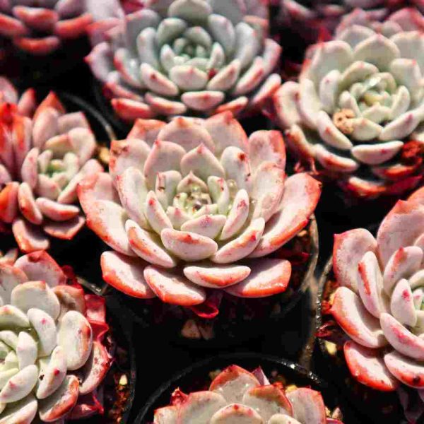 Echeveria ‘Lapi’ - Image 2