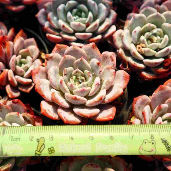 Echeveria ‘Lapi’ - Image 3