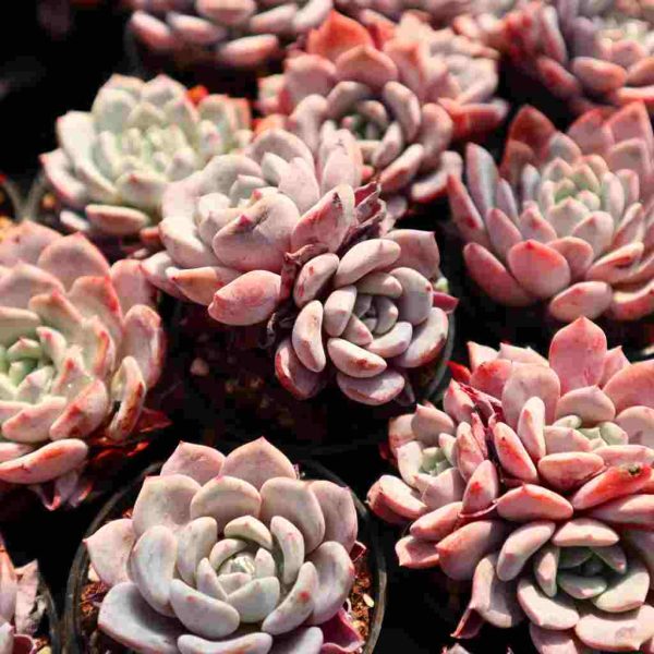 Echeveria ‘Lapi’ - Image 4