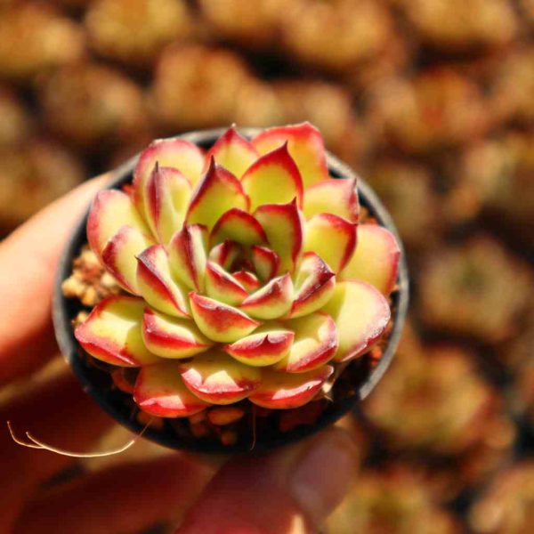 Echeveria ‘Pulidonis’ Sp - Image 2