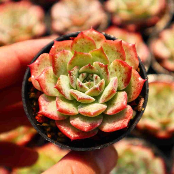 Echeveria ‘Cute Bear’ - Image 2