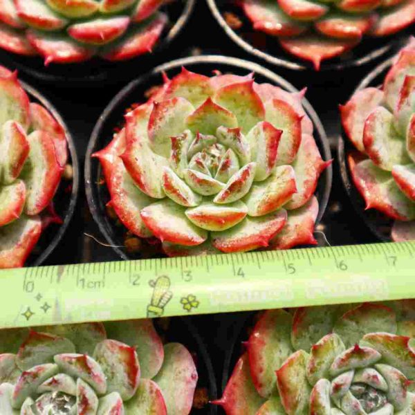 Echeveria ‘Cute Bear’ - Image 3