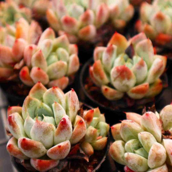  Echeveria 'Ice Mountain' - Image 3