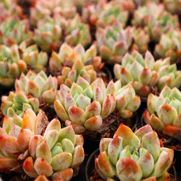  Echeveria 'Ice Mountain' - Image 4