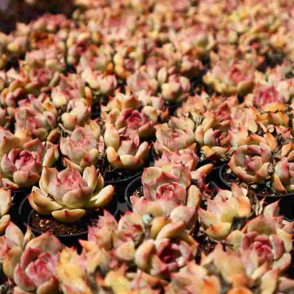 Echeveria 'Pikaqiu' - Image 5