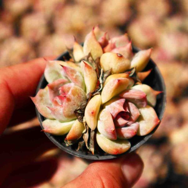 Echeveria 'Pikaqiu' - Image 3