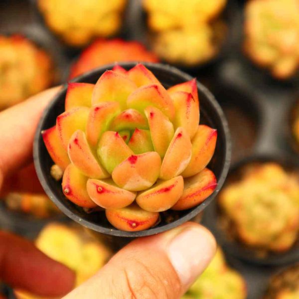 Echeveria "Cream Pudding" - Image 2