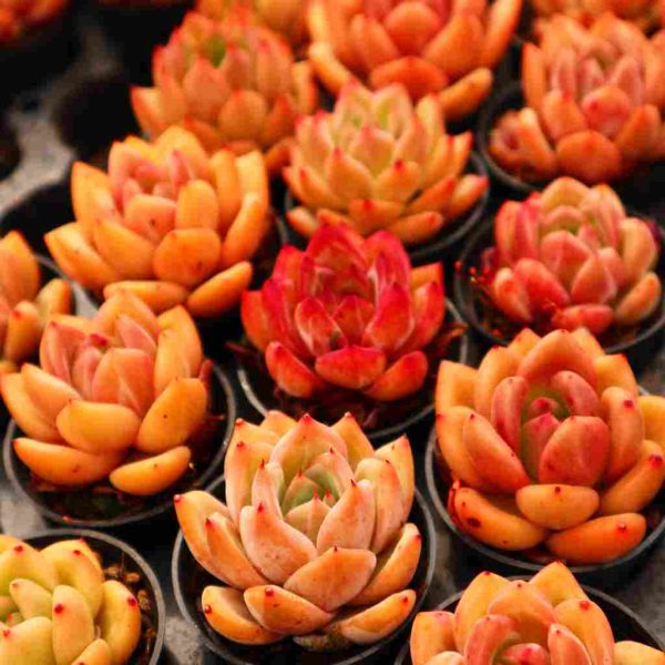 Echeveria "Cream Pudding" - Image 5