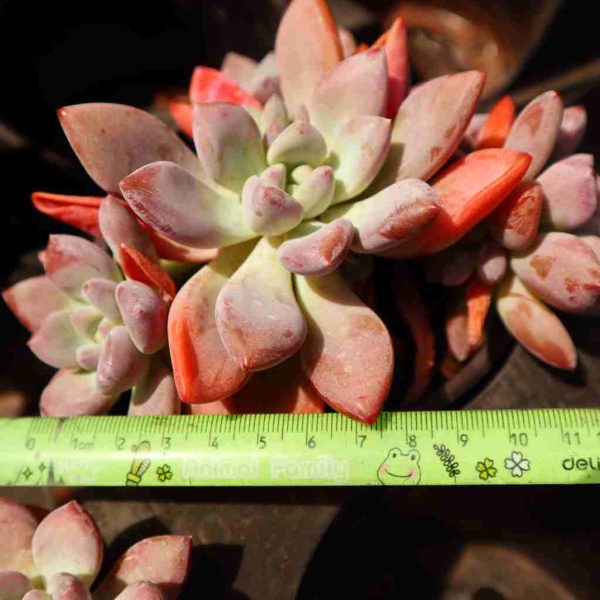 Graptoveria ‘Opalina‘ - Image 4