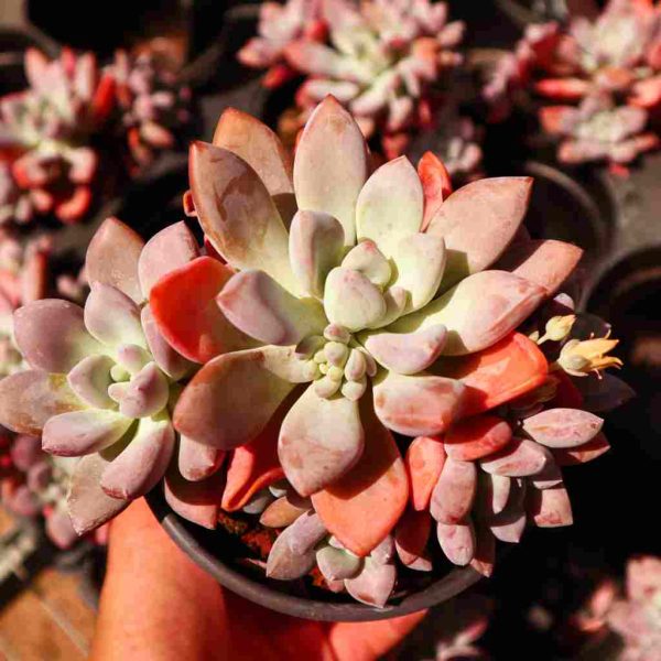 Graptoveria ‘Opalina‘ - Image 2