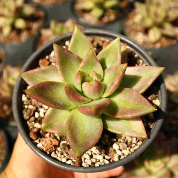 Echeveria ’AK Soul‘ Var. - Image 2