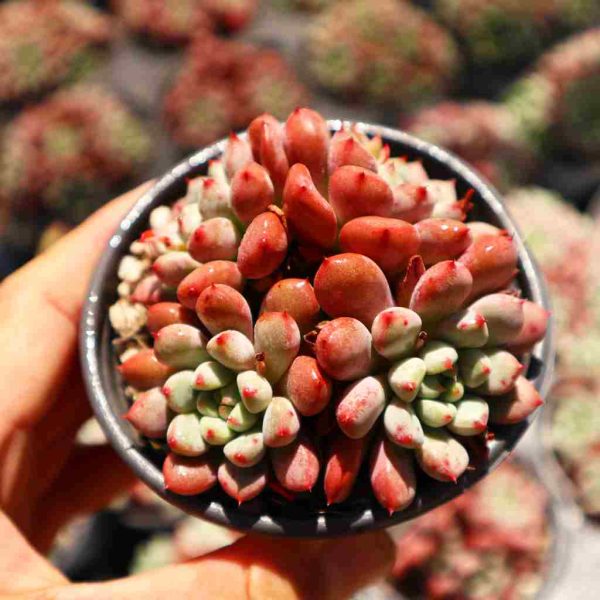 Echeveria 'Pink peach' - Image 2