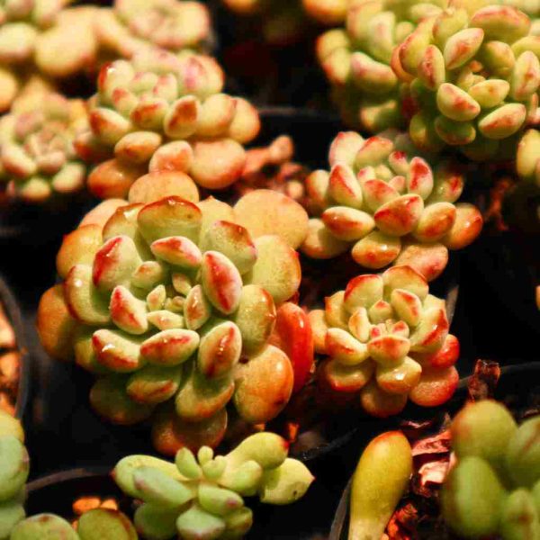 Echeveria ‘Cute Bean’ - Image 5