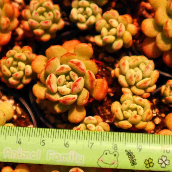 Echeveria ‘Cute Bean’ - Image 3