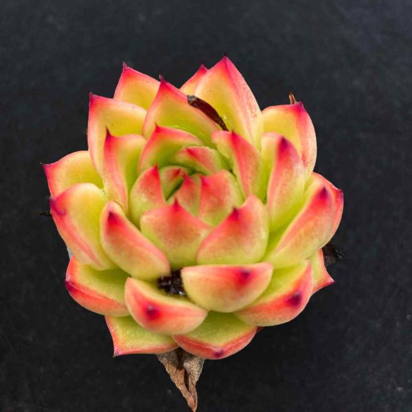 Echeveria ’Red Corn‘ - Image 2