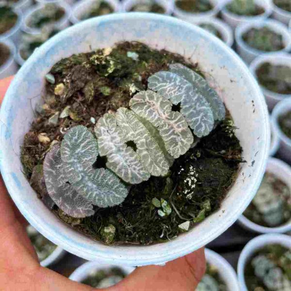 H.truncata ’Xuanwu' - Image 2