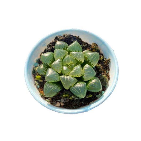 H.obstua 'Nuoyulu'