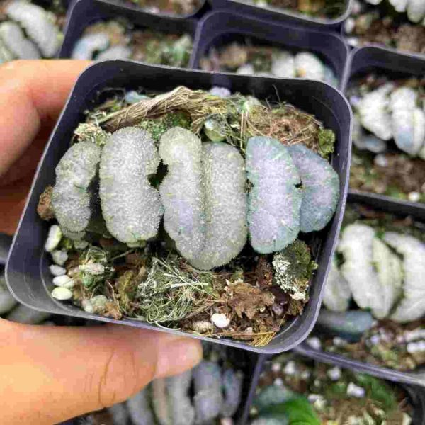 H.truncata 'Feixiang' - Image 2