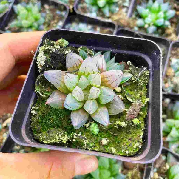 Haworthia bingzuan - Image 2