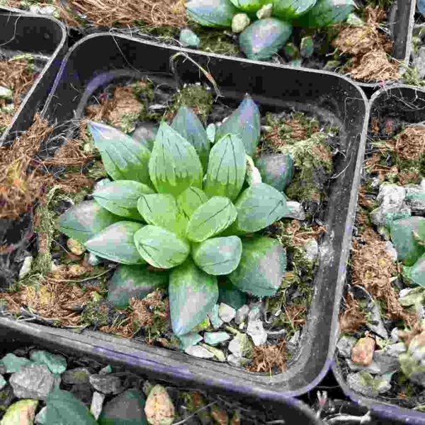 Haworthia bingzuan - Image 3