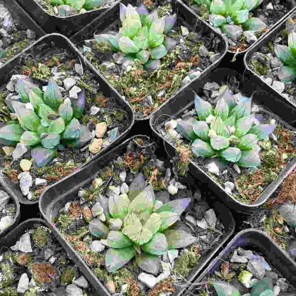 Haworthia bingzuan - Image 4