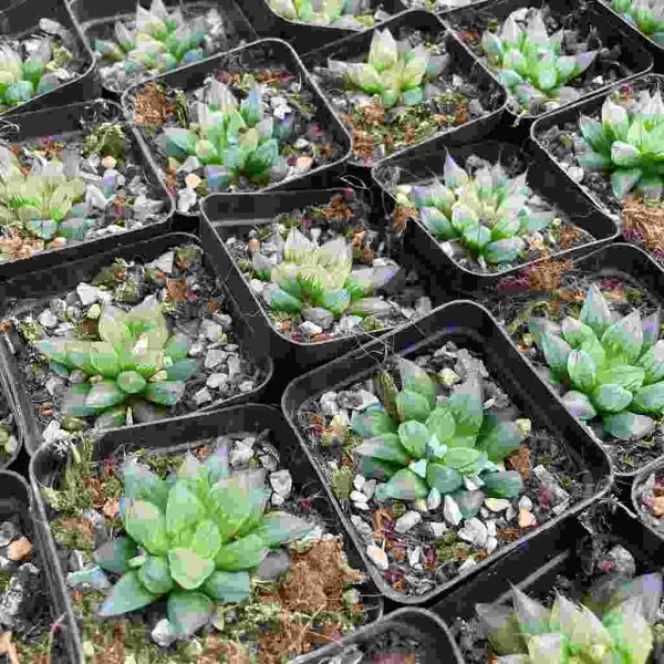 Haworthia bingzuan - Image 5