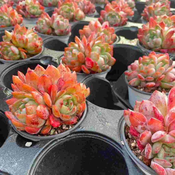 Echeveria Celebrity - Image 5