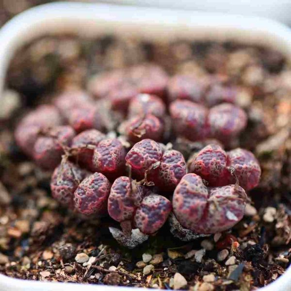 Conophytum Pellucidum Mix 勋章 - Image 3