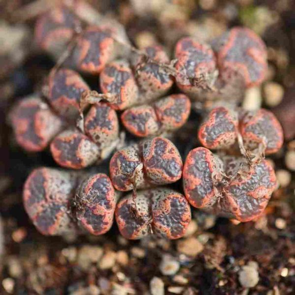 Conophytum Pellucidum Mix 勋章 - Image 5