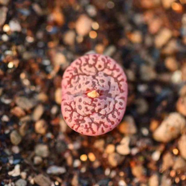 Conophytum Pellucidum 鸟哈尼 - Image 3