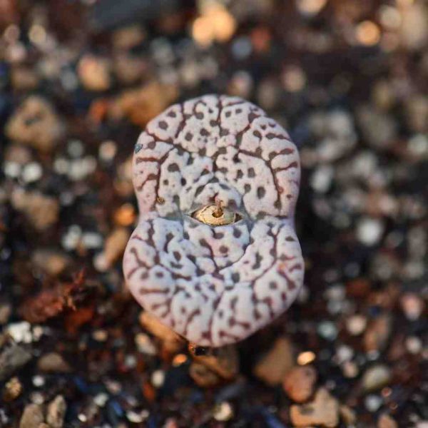 Conophytum Pellucidum 鸟哈尼 - Image 4