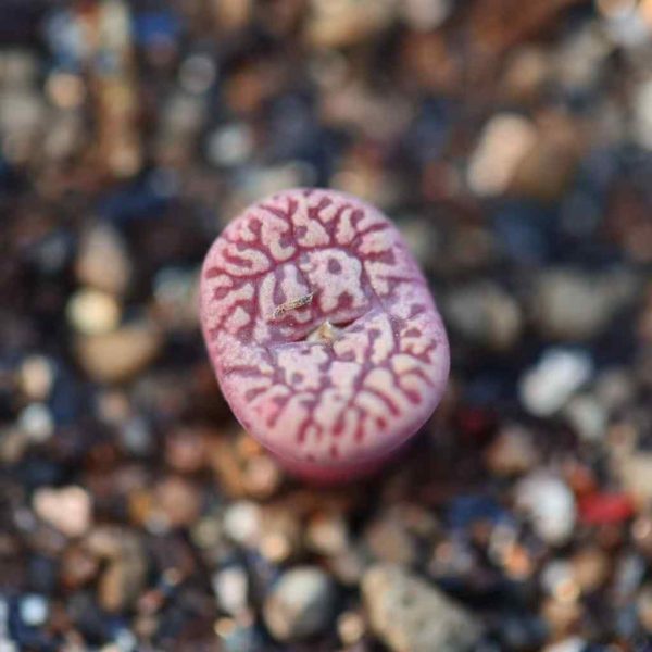 Conophytum Pellucidum 鸟哈尼 - Image 5