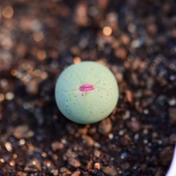 Conophytum 大型SUB嘴 - Image 3