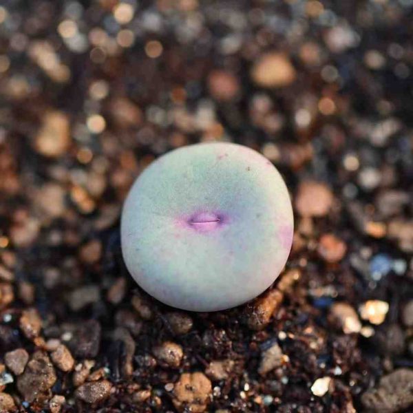 Conophytum 大型SUB嘴 - Image 4