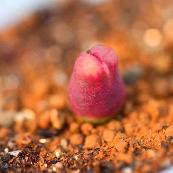 Conophytum acutum 雪茄 - Image 5